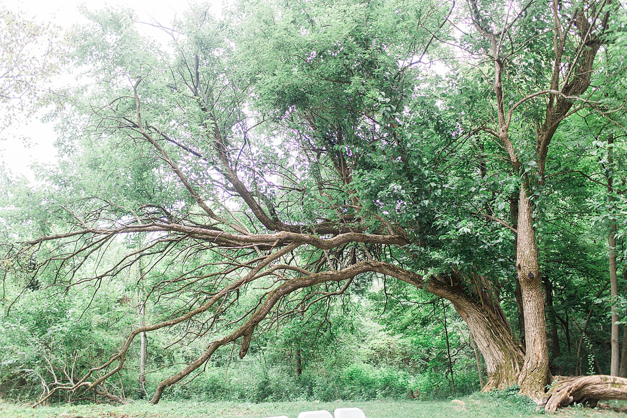 Arielle Peters Photography | Large willow tree at outdoor wedding day at Willowfield Lavender Farm in Mooresville, Indiana. 