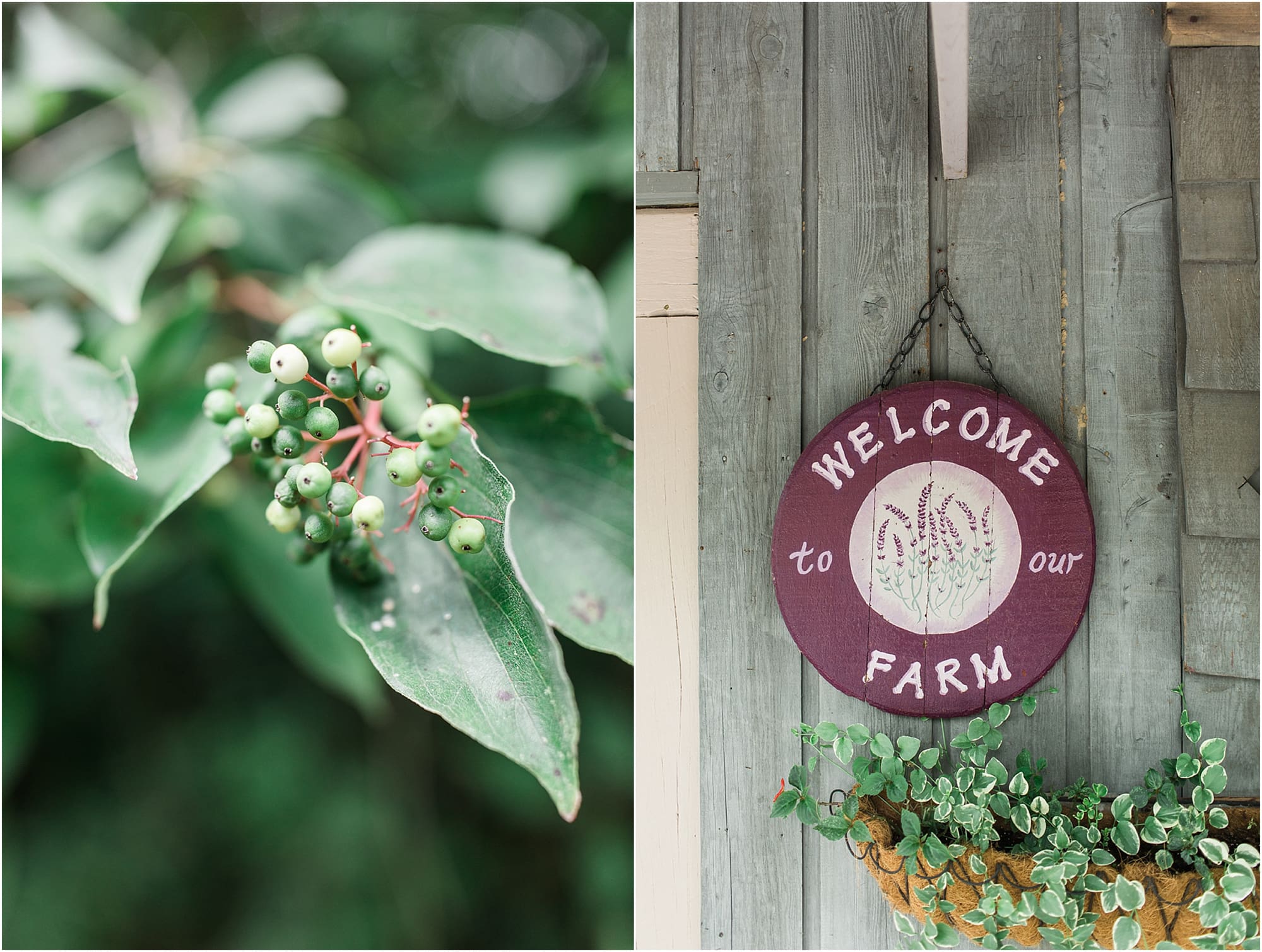 Arielle Peters Photography | Outdoor wedding at Willowfield Lavender Farm in Mooresville, Indiana. 