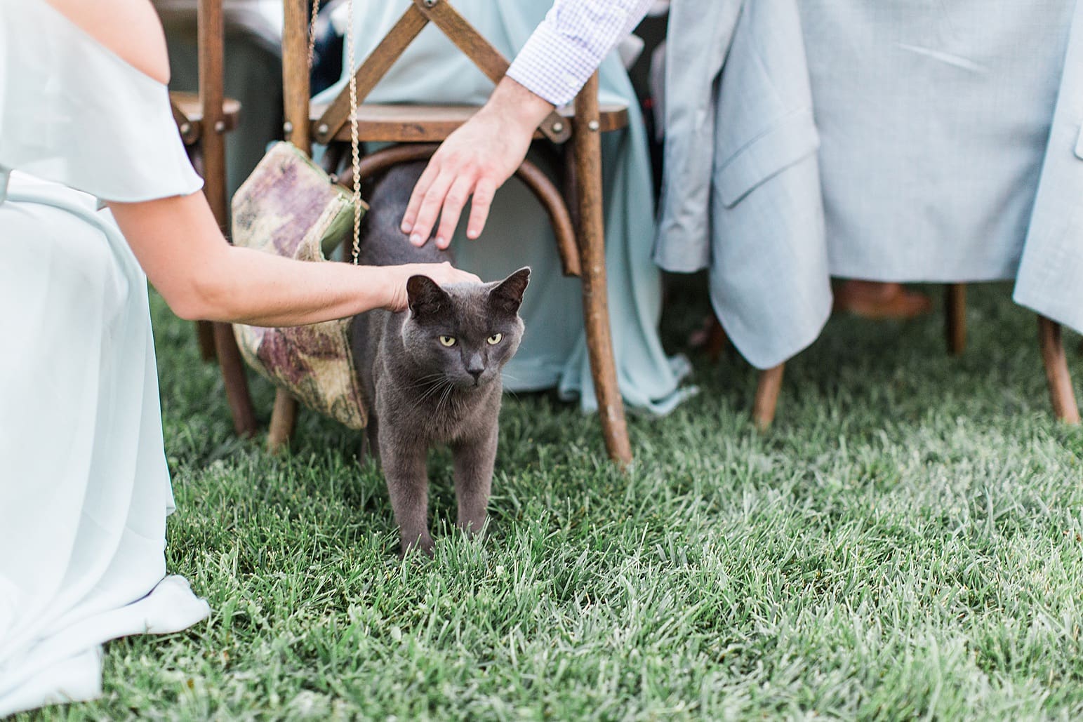 Arielle Peters Photography | Cat at outdoor wedding reception on wedding day at Joseph Decuis Farm in Roanoke, Indiana.