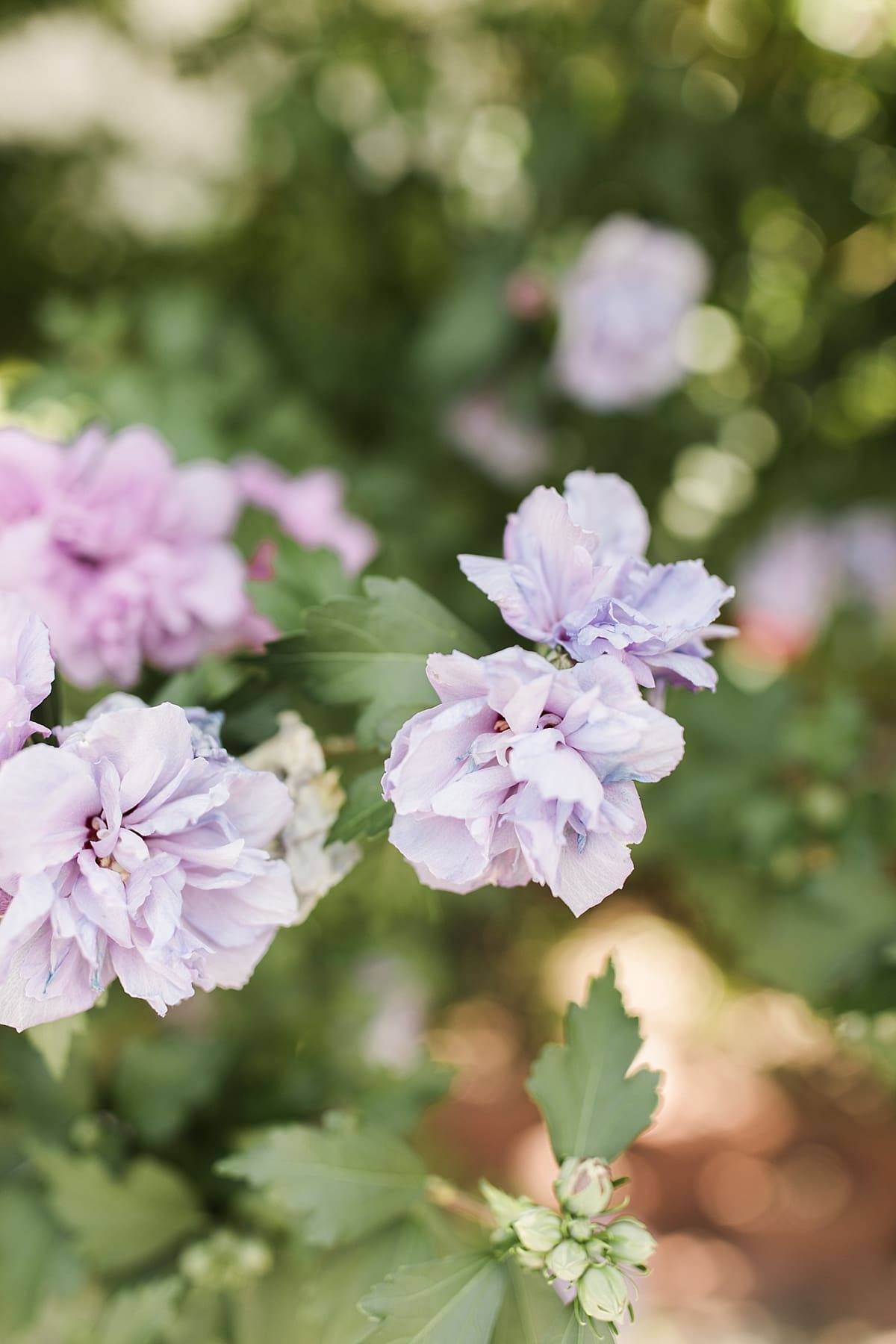 Arielle Peters Photography | Blossom trees outside on summer wedding day at The Inn at Harbor Springs in St. Joseph, Michigan.
