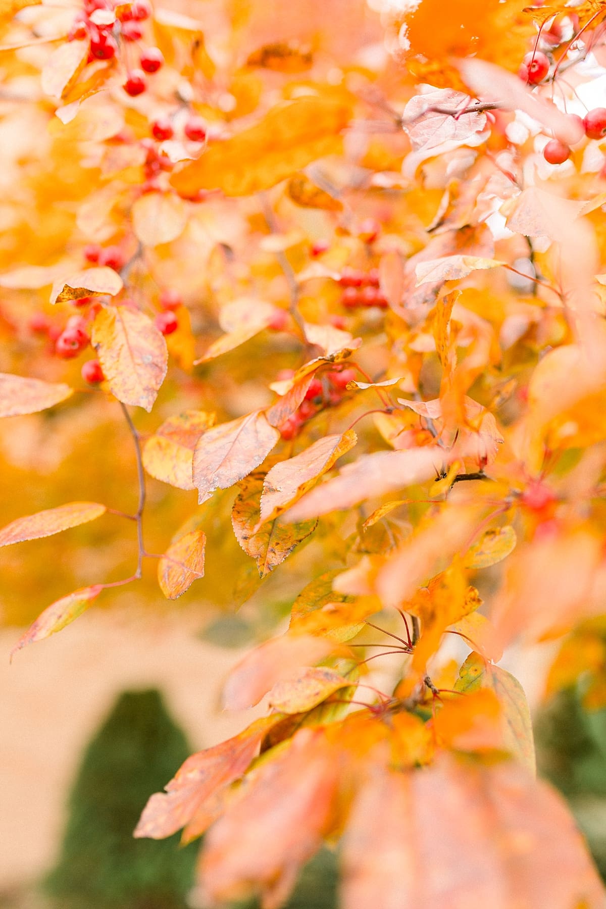 Arielle Peters Photography | Bright orange leaves on tree with red berries on fall wedding day.