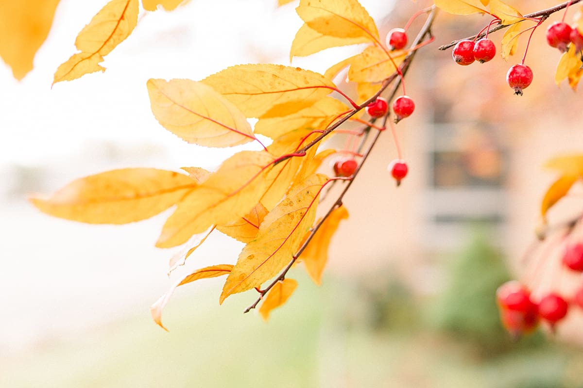 Arielle Peters Photography | Bright orange leaves and red berries on tree branch on fall wedding day.