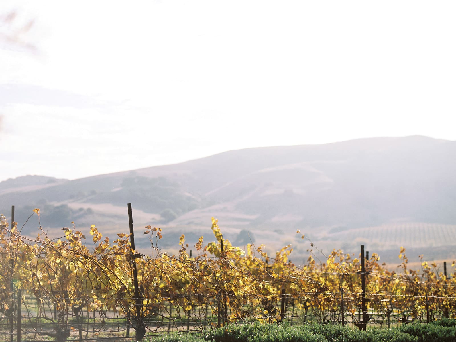 The vineyards at Viansa Winery in Sonoma, California